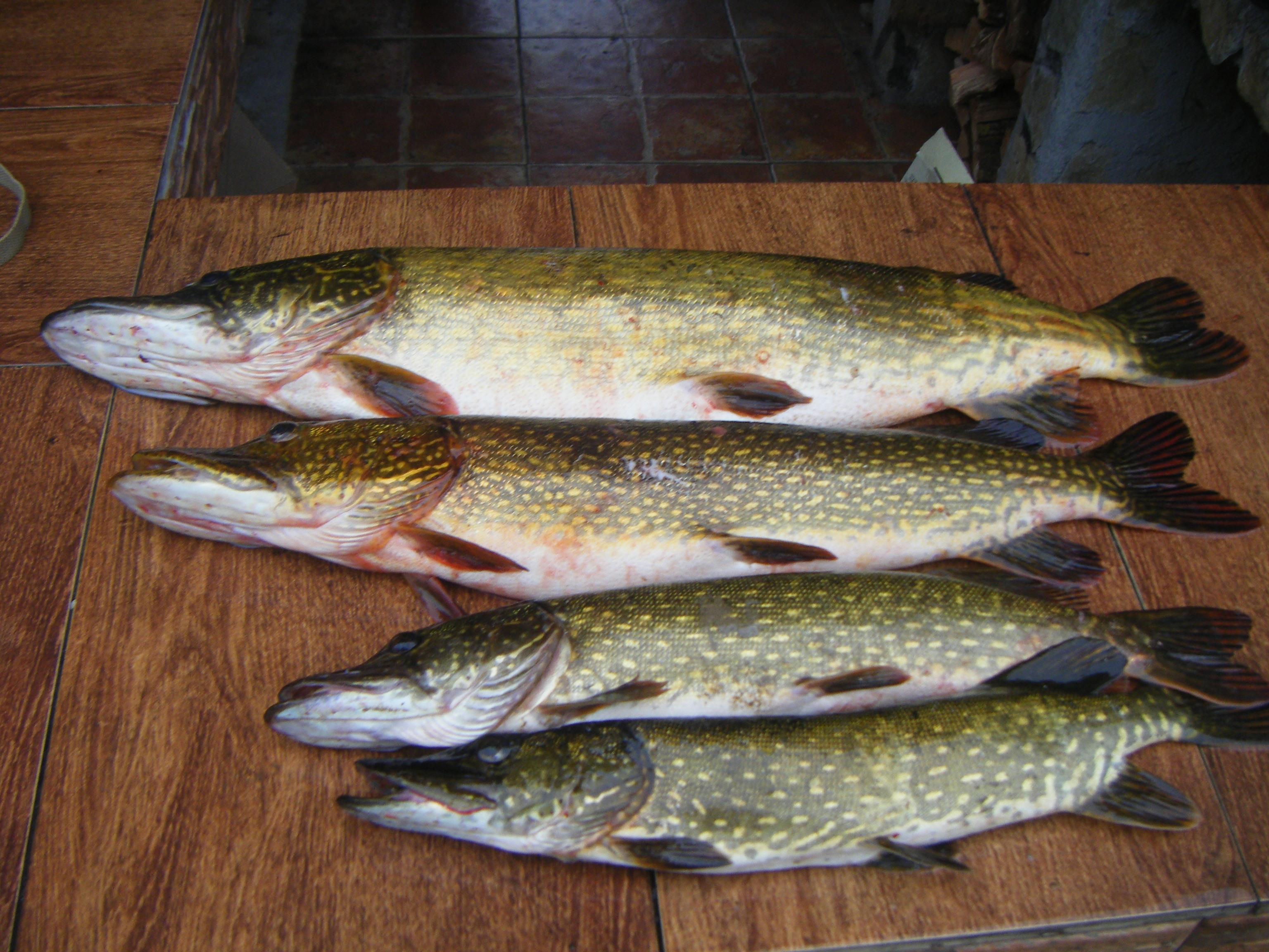 Delta - Picture 001.jpg